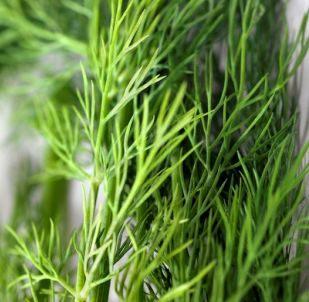 Dill Weed Organic Essential Oil 4